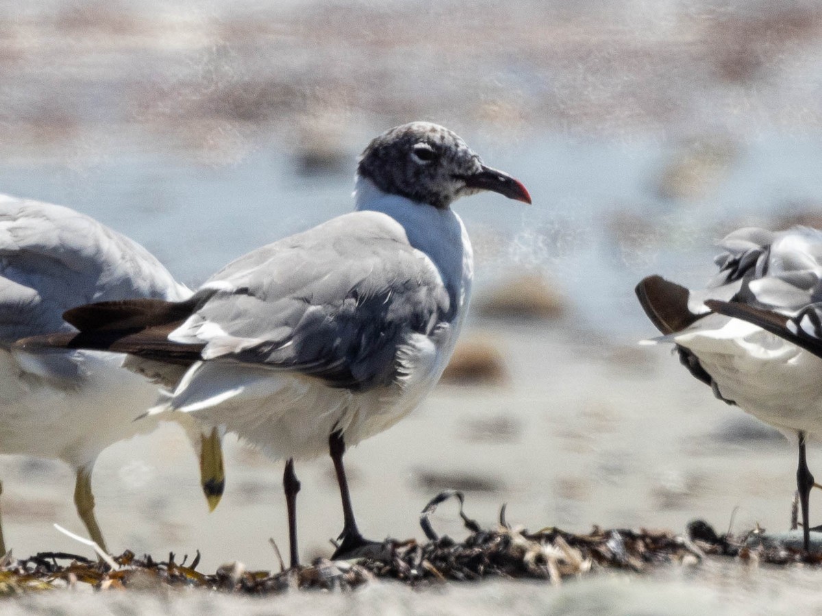 Laughing Gull - Chris George