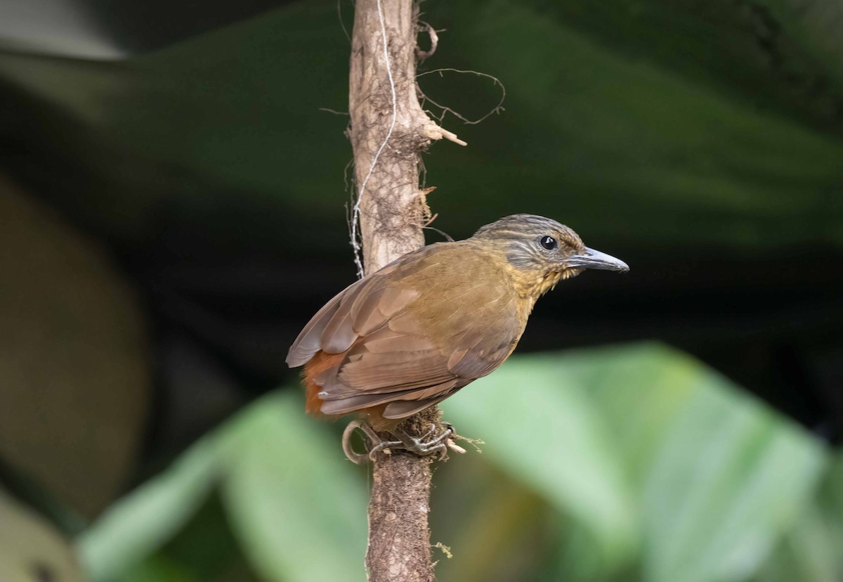 Streak-capped Treehunter - ML622169440