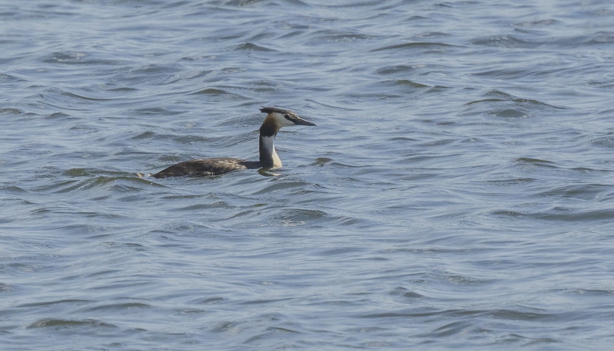 Great Crested Grebe - ML622169447