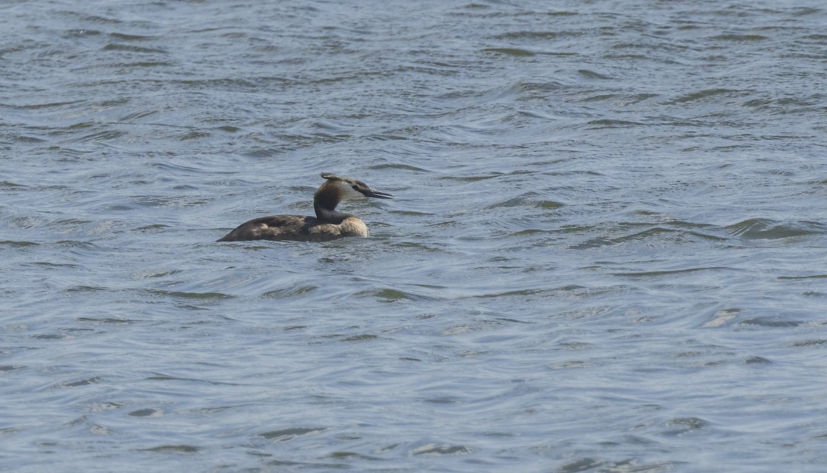 Great Crested Grebe - ML622169448