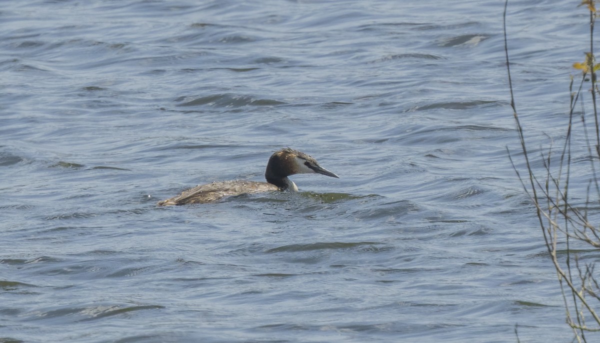 Great Crested Grebe - ML622169449