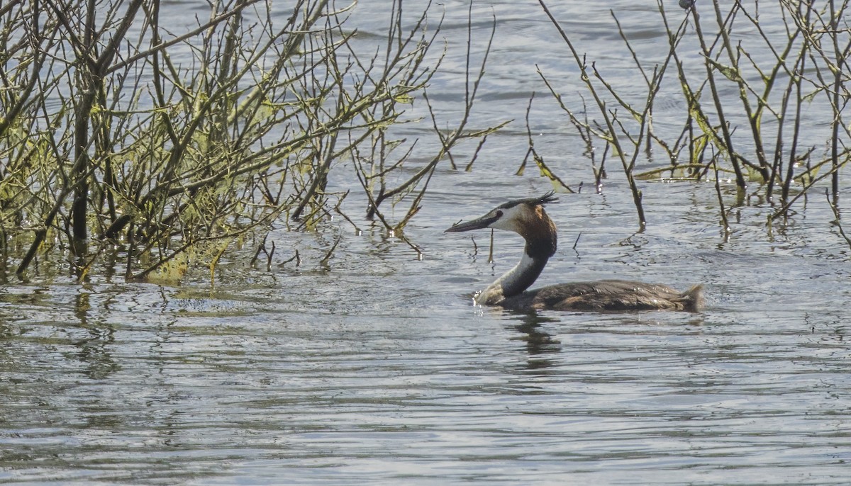 Great Crested Grebe - ML622169450