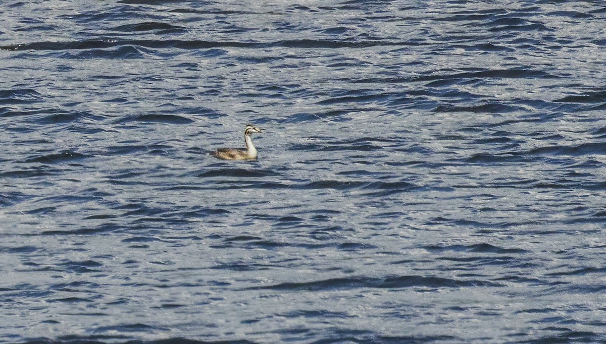 Great Crested Grebe - ML622169452