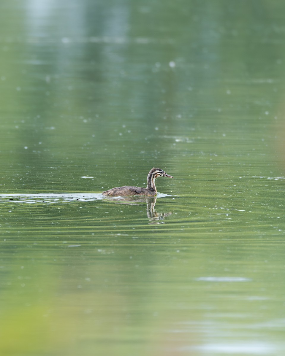 Great Crested Grebe - Wojciech Bielski