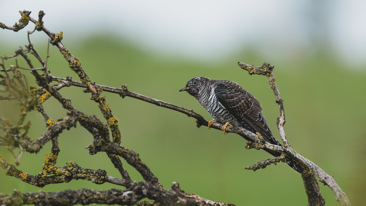 Common Cuckoo - ML622169454