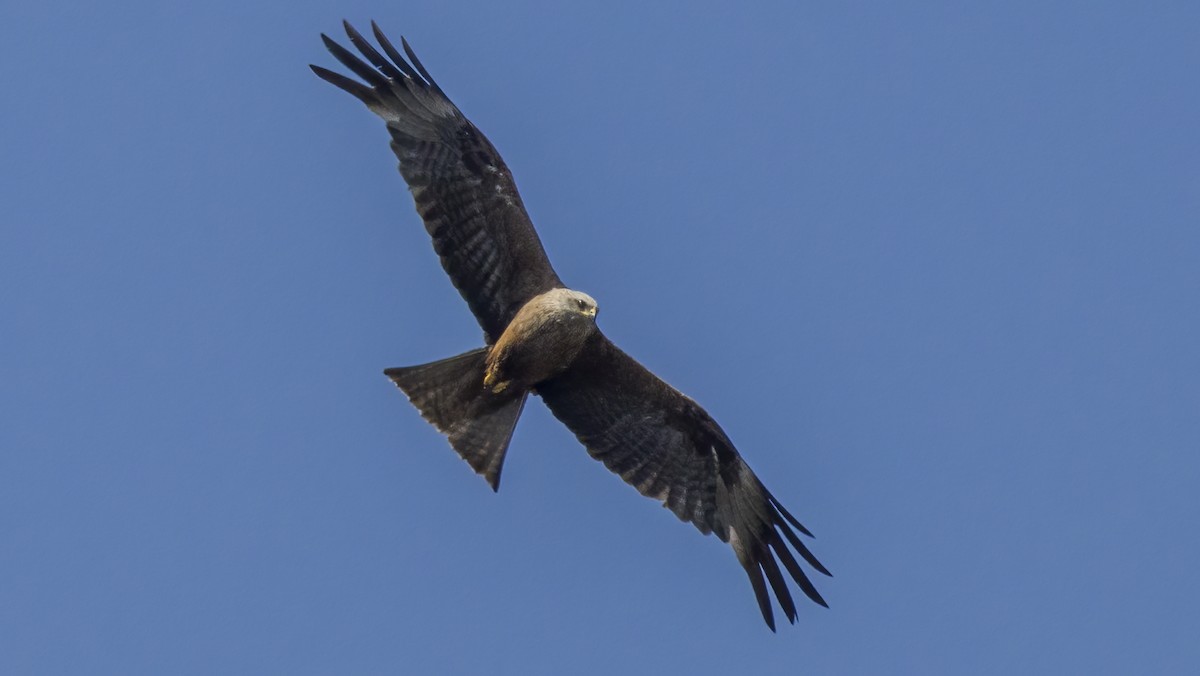 Black Kite - ML622169464