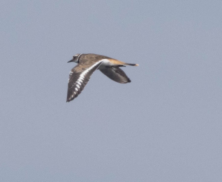 Killdeer - ML622169465