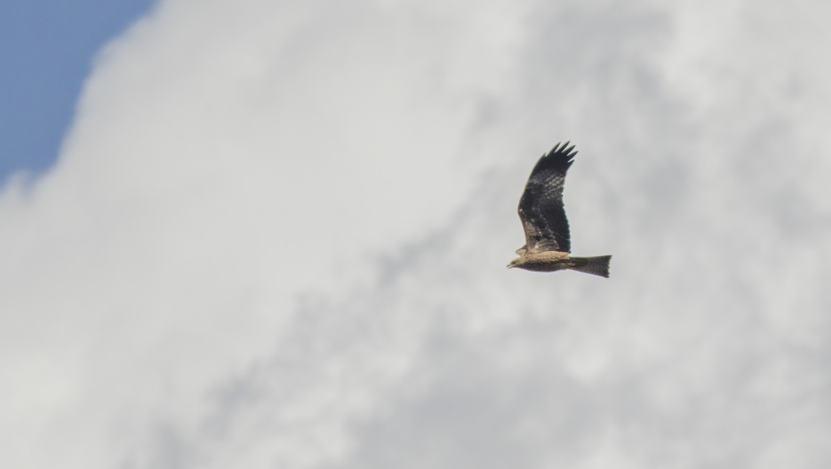 Black Kite - ML622169468