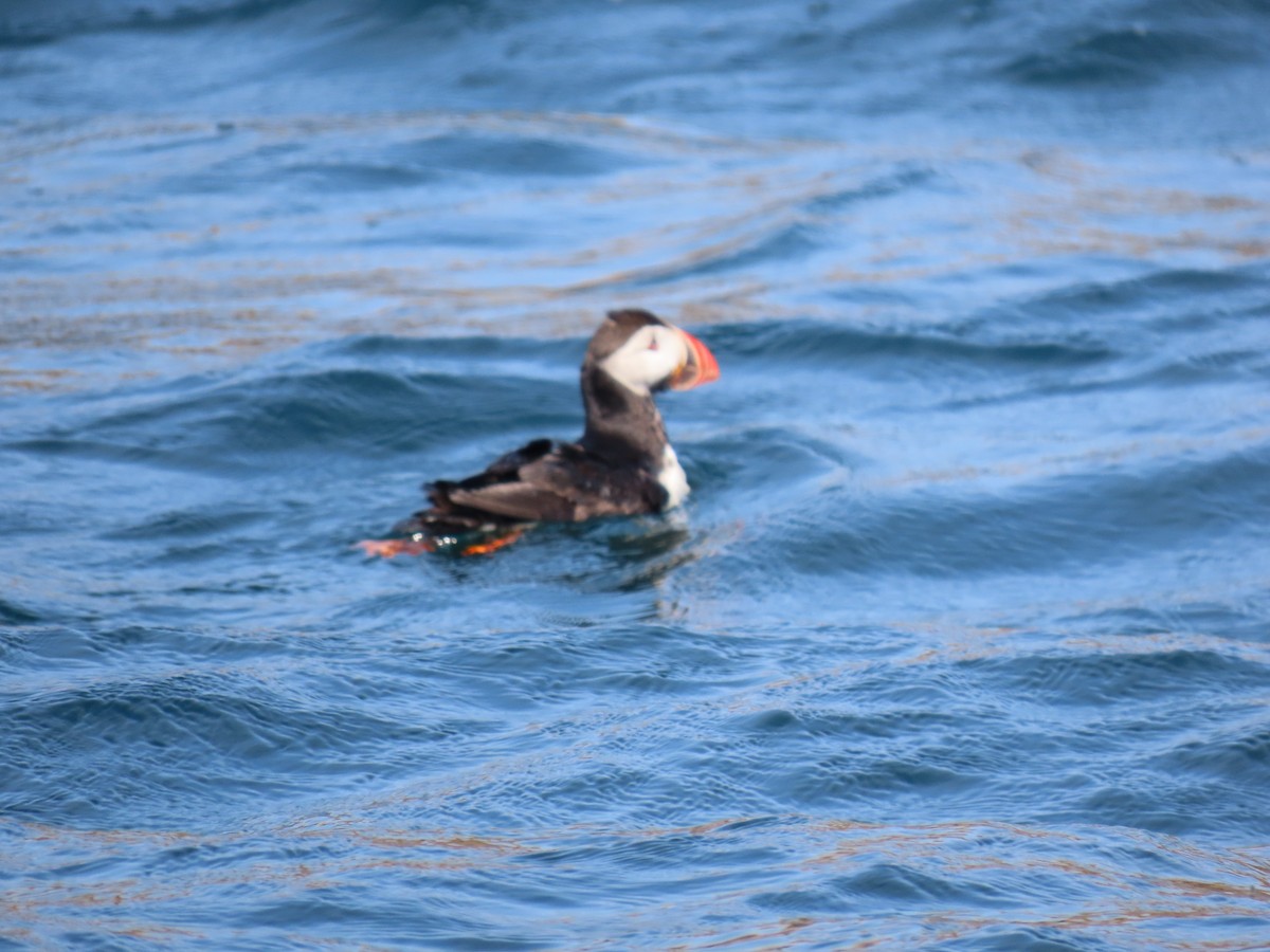 Atlantic Puffin - ML622169478