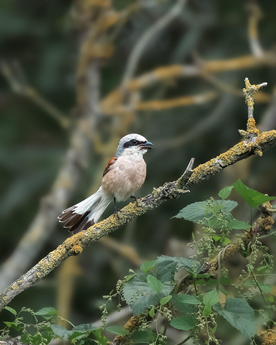 Red-backed Shrike - ML622169483