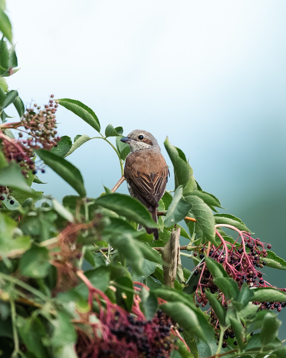 Red-backed Shrike - ML622169484