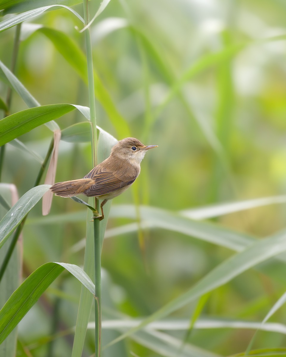 Marsh/Common Reed Warbler - ML622169488