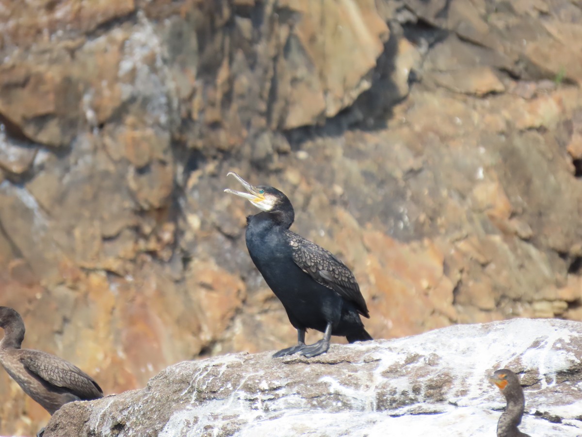 Great Cormorant (North Atlantic) - David Weiss