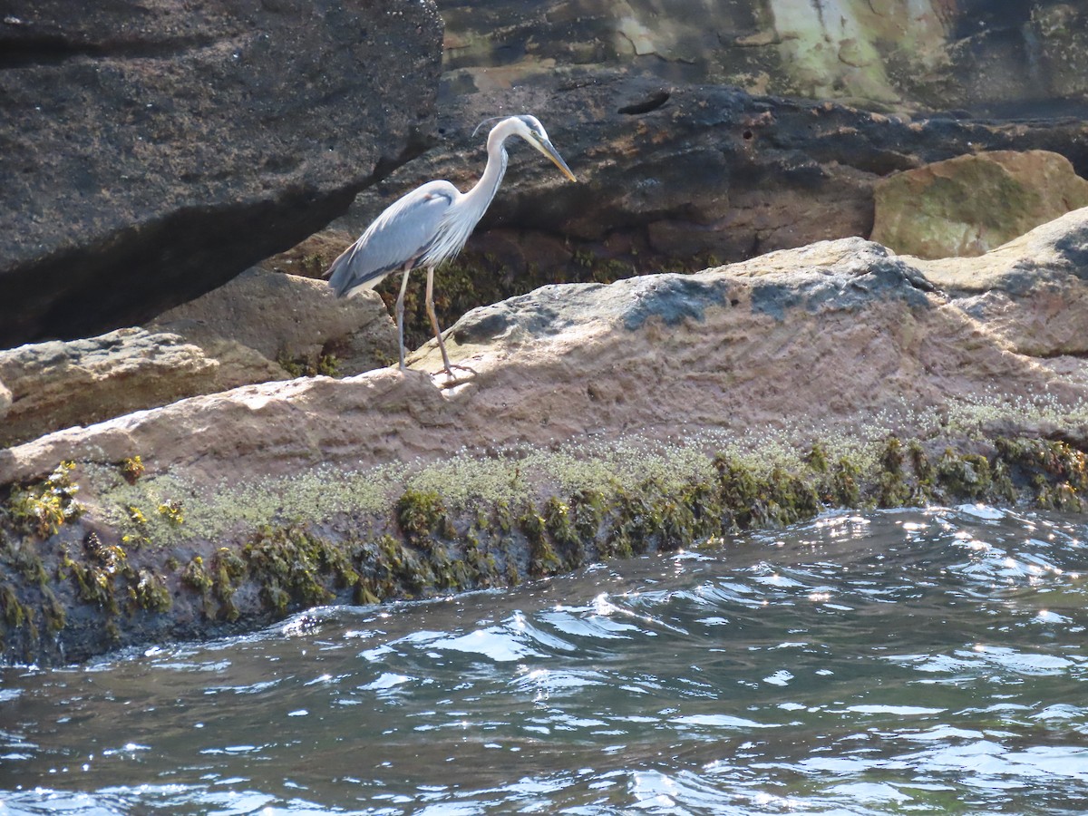 Great Blue Heron - ML622169503