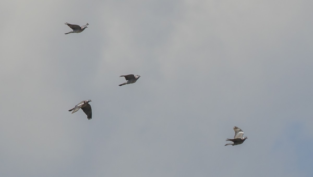 Common Wood-Pigeon - ML622169519