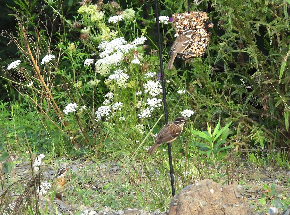 Rose-breasted Grosbeak - ML622169524