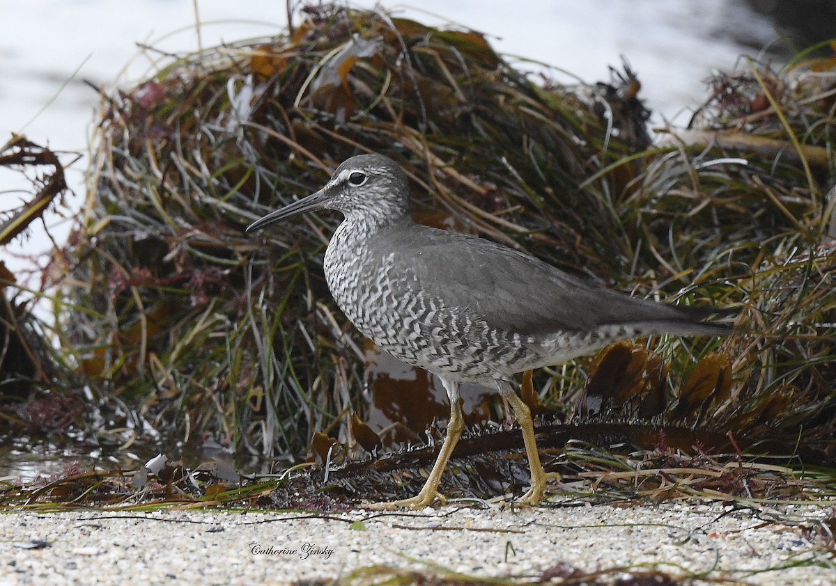 Wandering Tattler - Catherine Zinsky