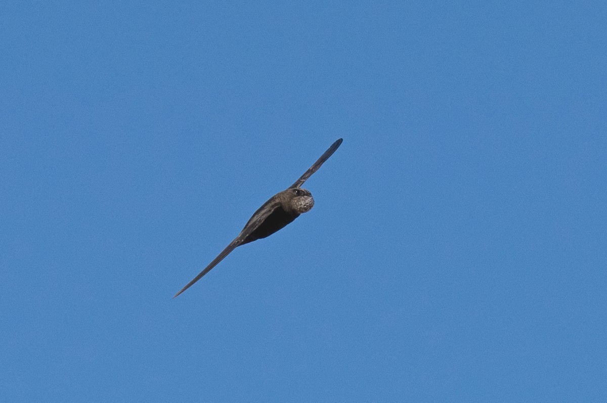 Common Swift - ML622169543