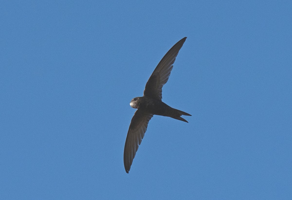 Common Swift - ML622169547