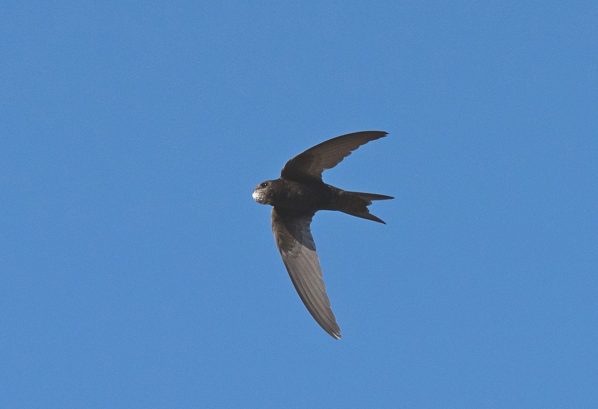 Common Swift - ML622169548