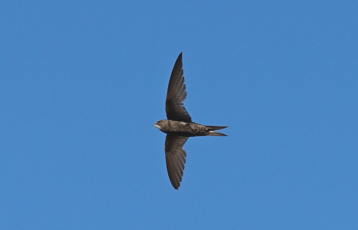 Common Swift - ML622169551