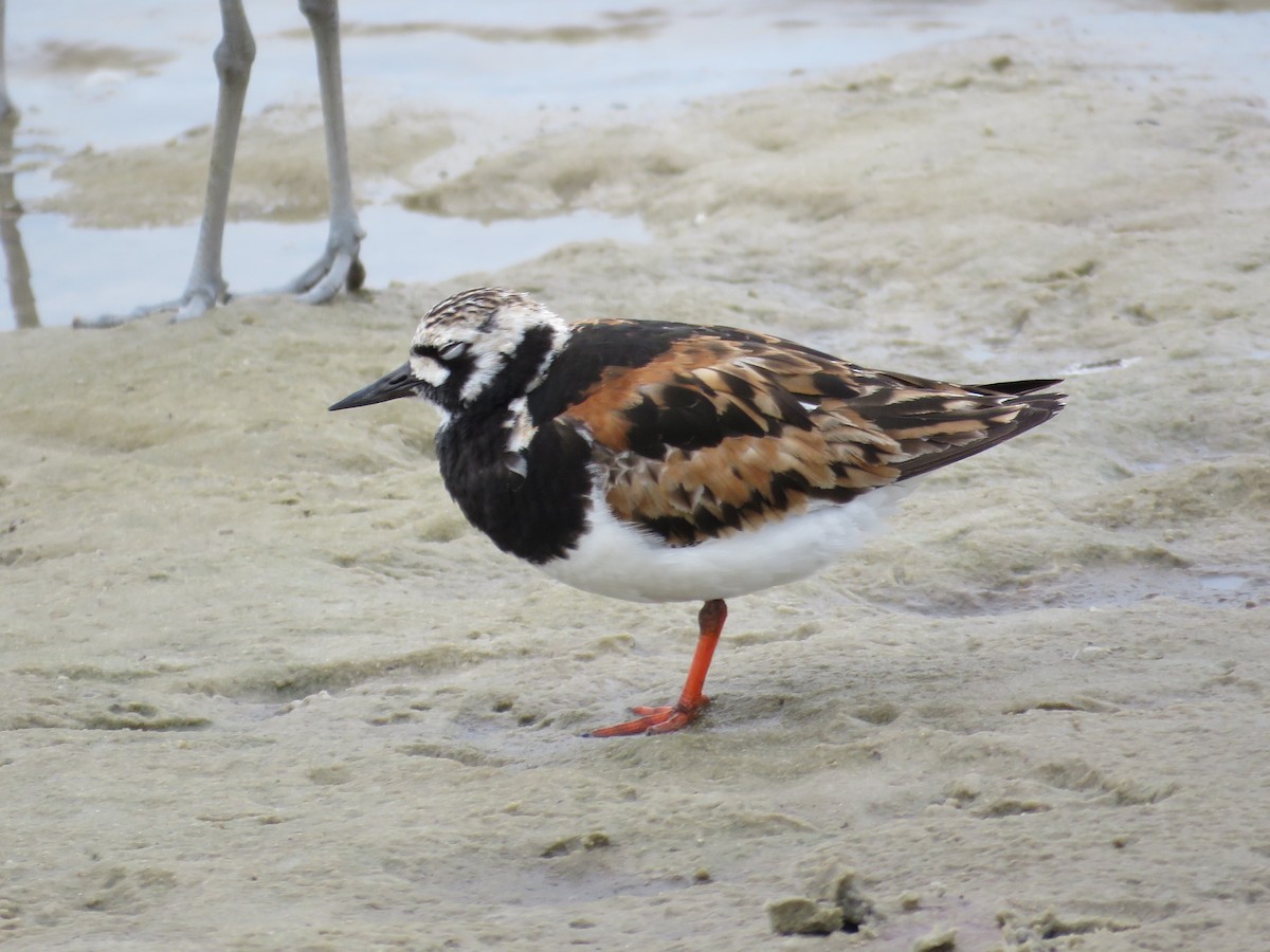 Ruddy Turnstone - ML622169563