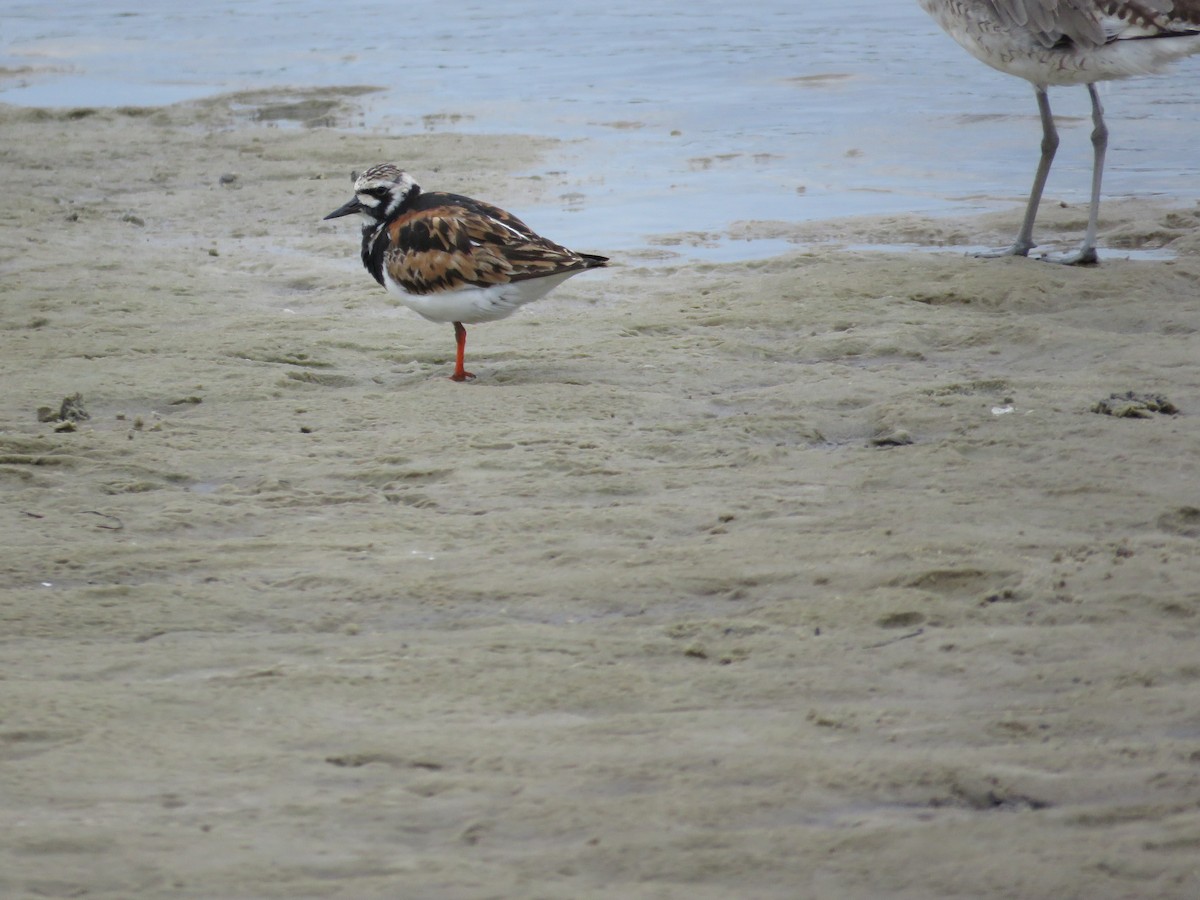 Ruddy Turnstone - ML622169564