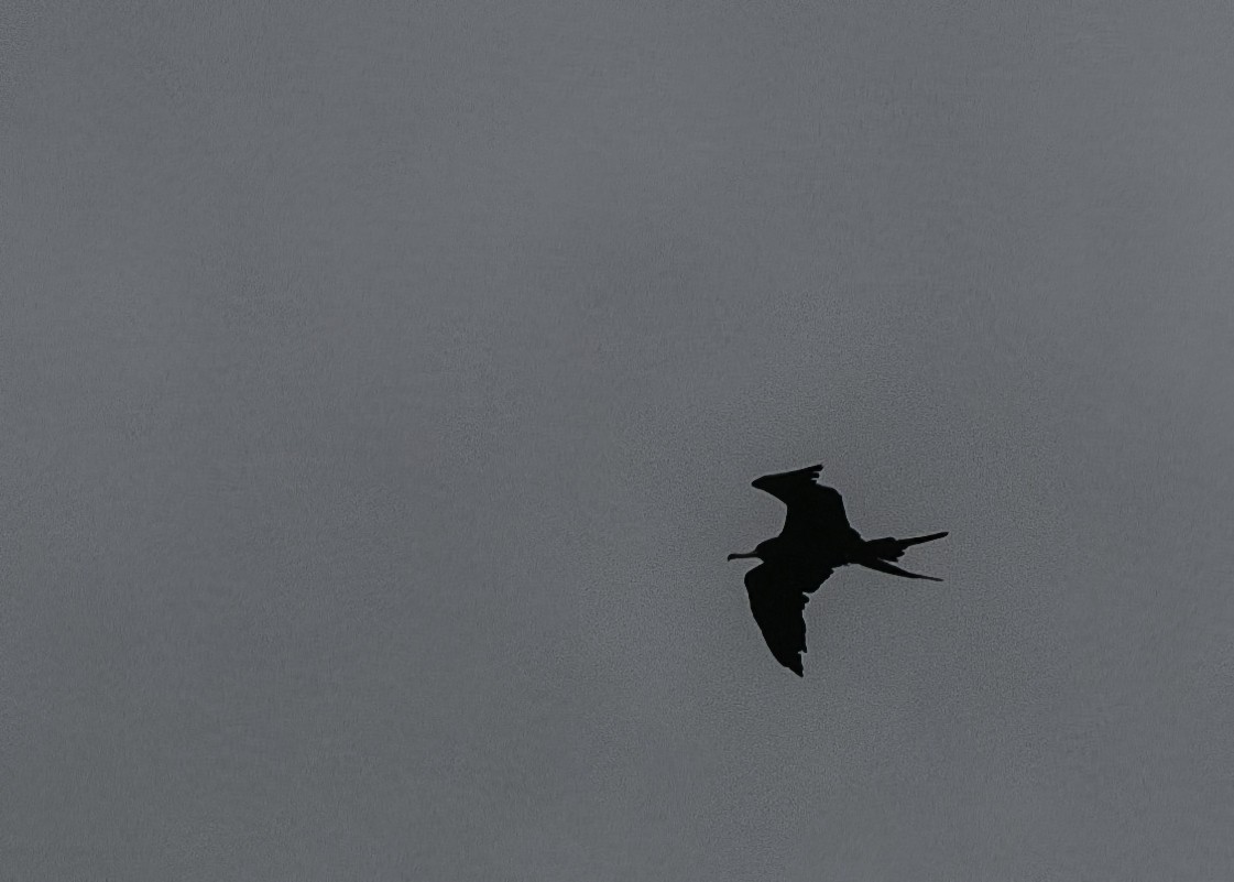 Magnificent Frigatebird - ML622169605