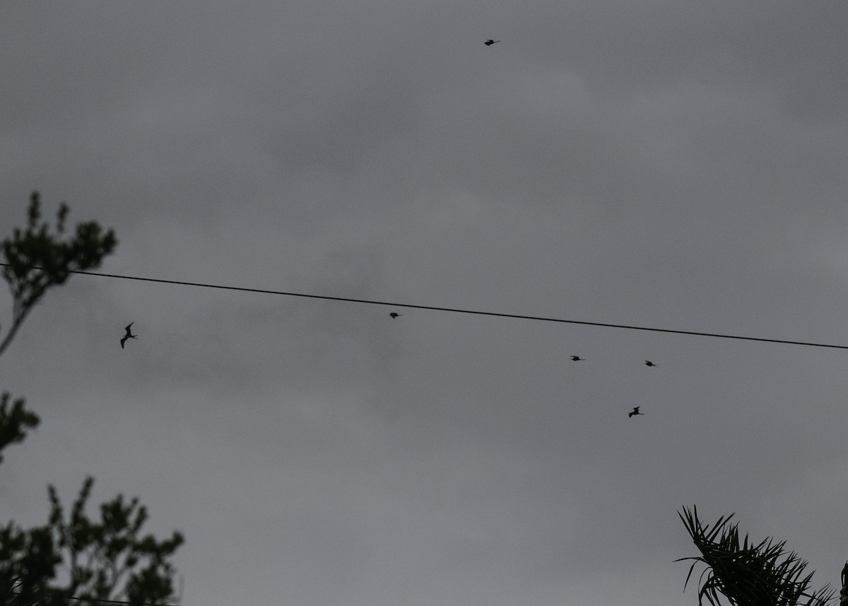 Magnificent Frigatebird - ML622169606