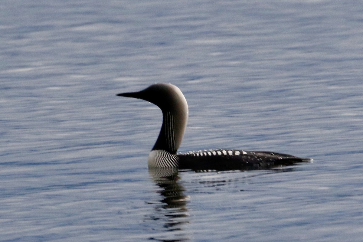 Pacific Loon - ML622169634