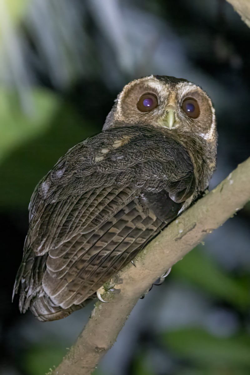 Rufous-banded Owl - ML622169679