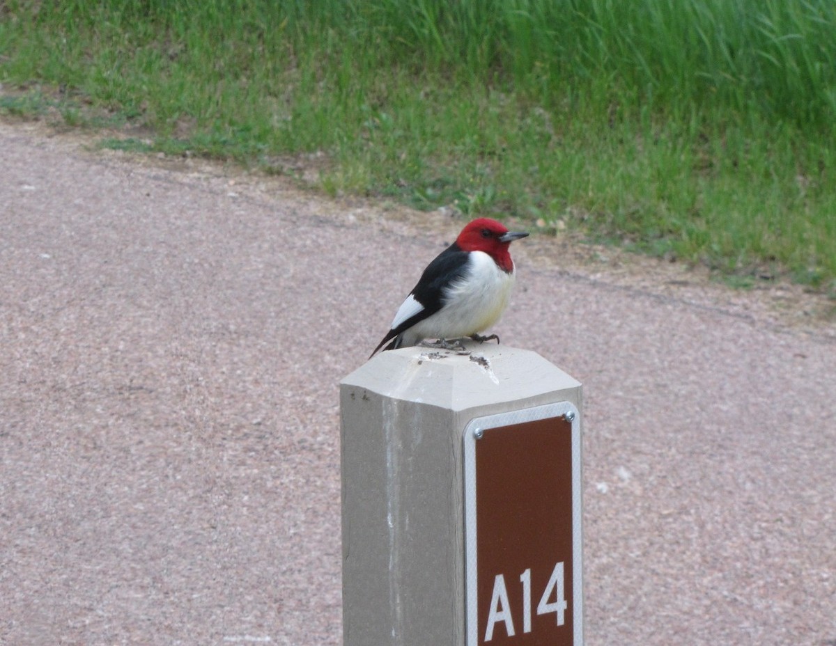 Red-headed Woodpecker - Larry Bennett