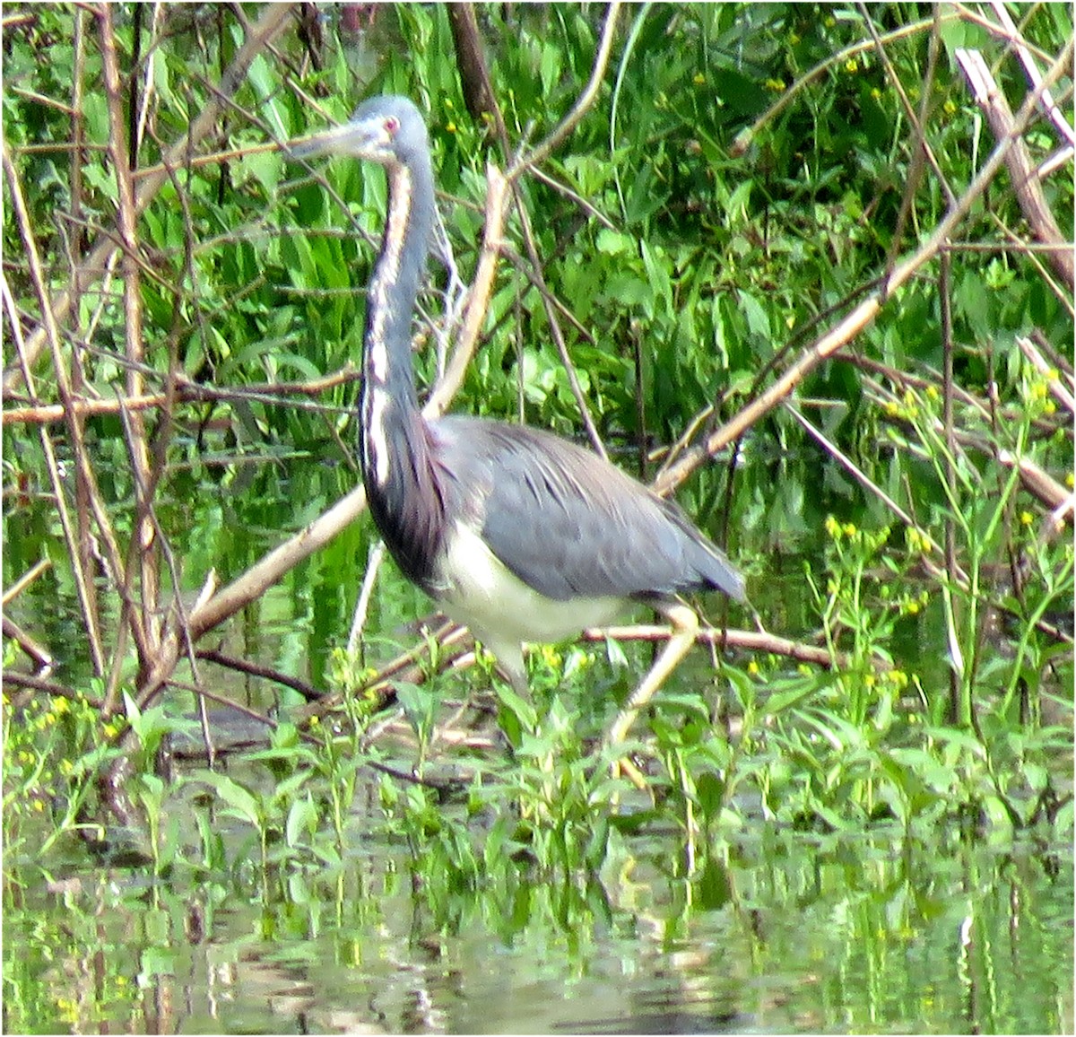 Tricolored Heron - ML622169726