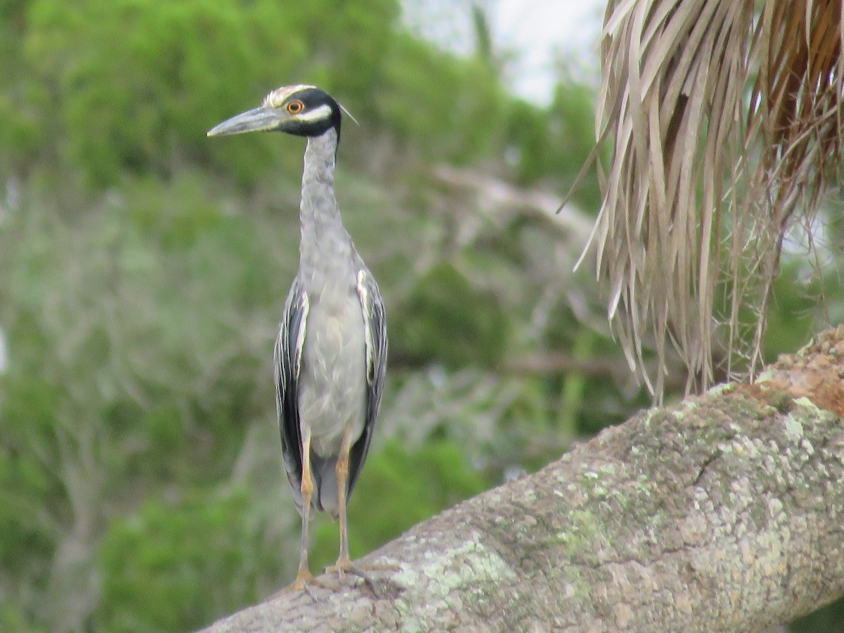 Yellow-crowned Night Heron - ML622169740