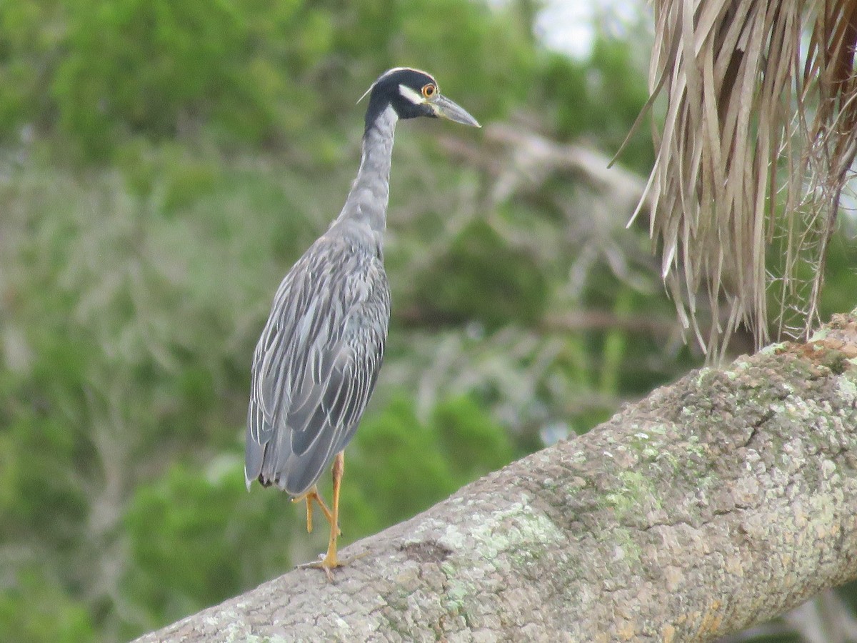 Yellow-crowned Night Heron - ML622169744