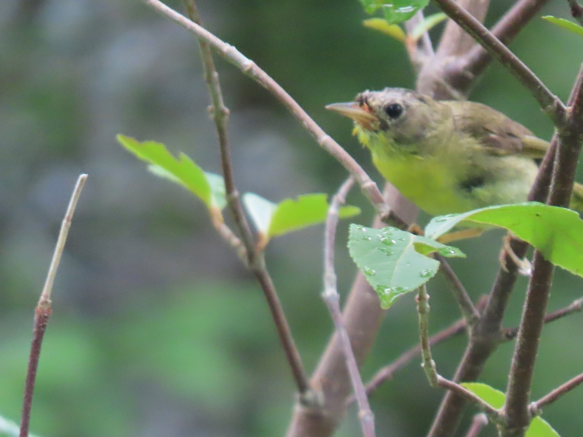 Common Yellowthroat - ML622169778