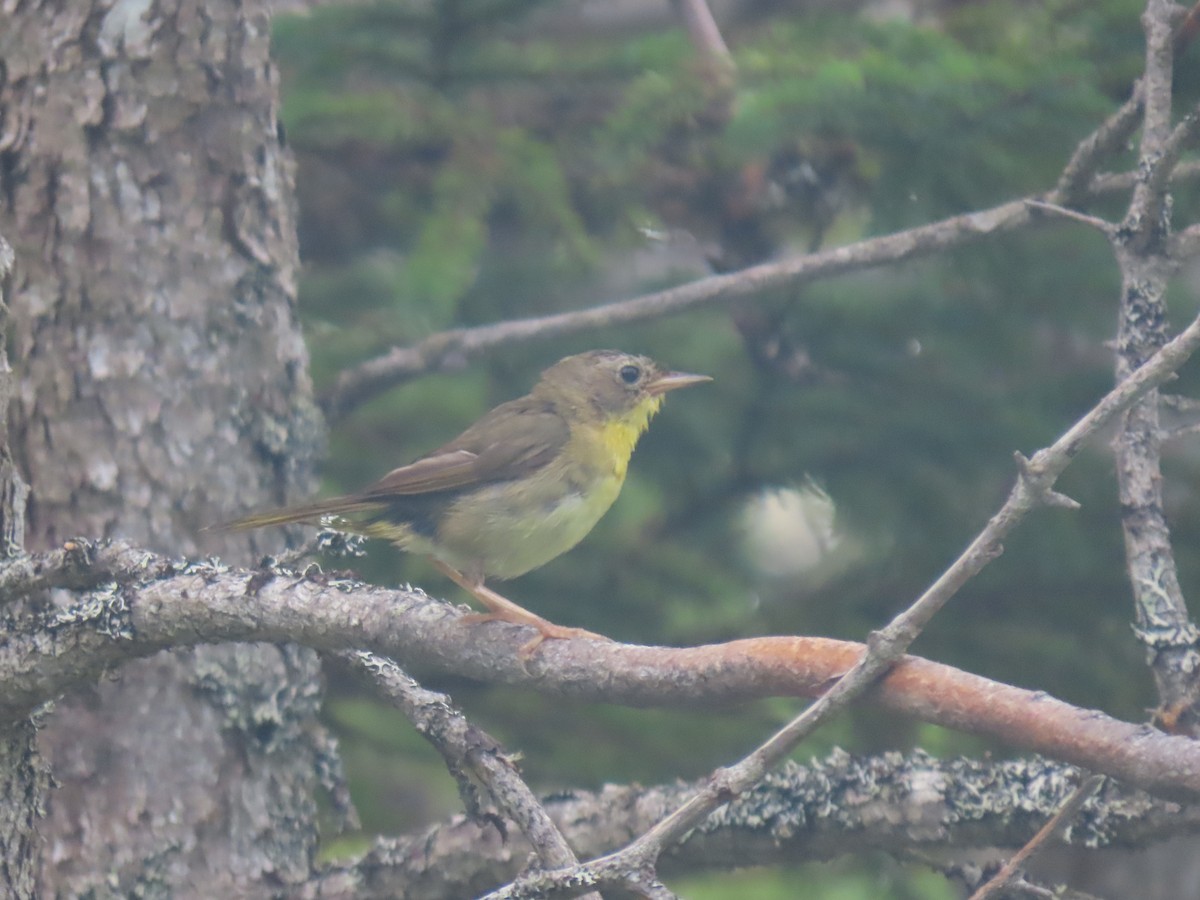 Common Yellowthroat - ML622169779