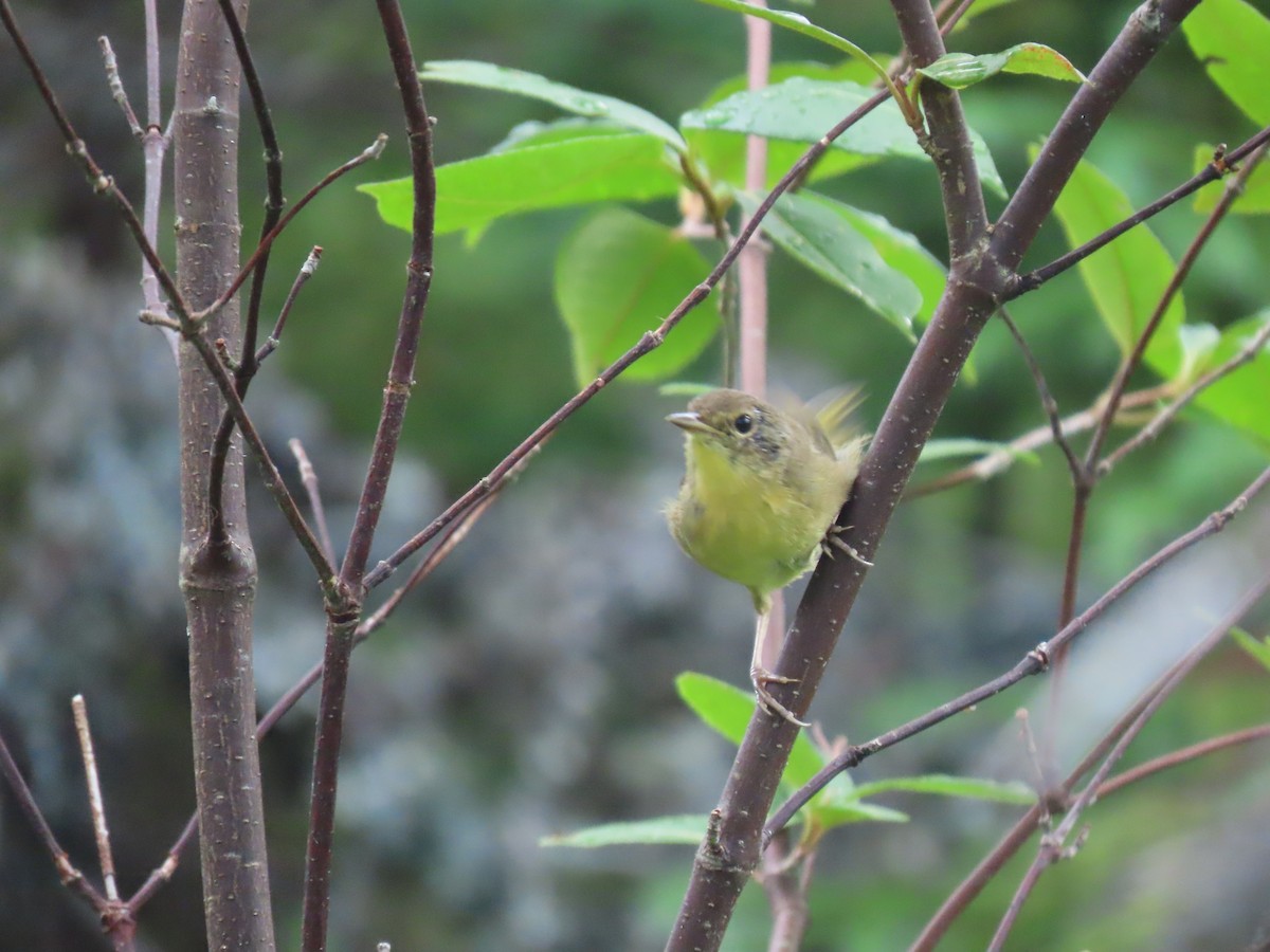 Common Yellowthroat - ML622169780