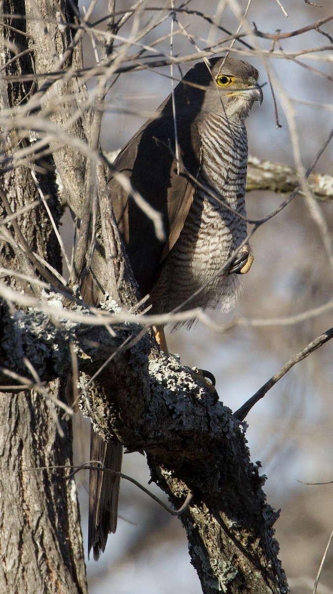 African Goshawk (Southern) - ML622169805