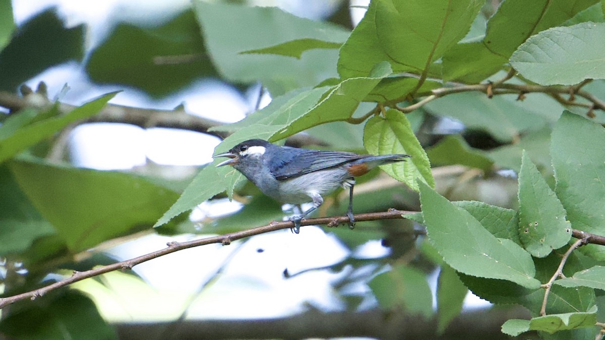 White-eared Conebill - ML622169821