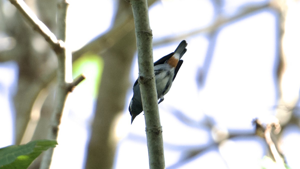 White-eared Conebill - ML622169823