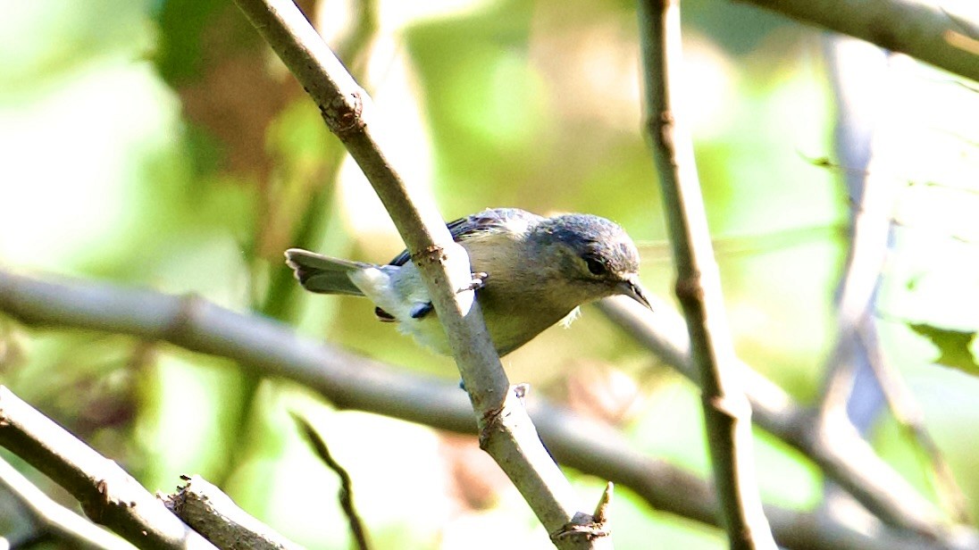 White-eared Conebill - ML622169824