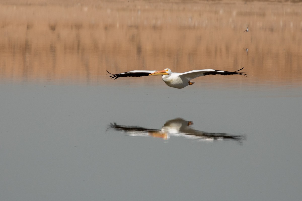 American White Pelican - ML622169849
