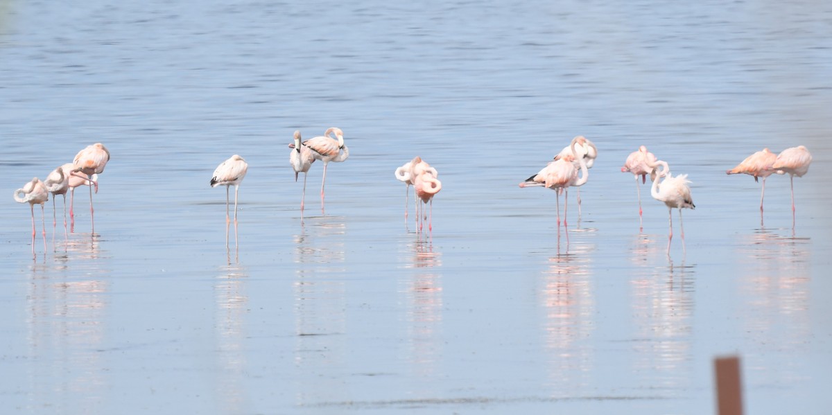 eBird Checklist - 28 Jul 2024 - Canaveral National Seashore--Lot #13 ...