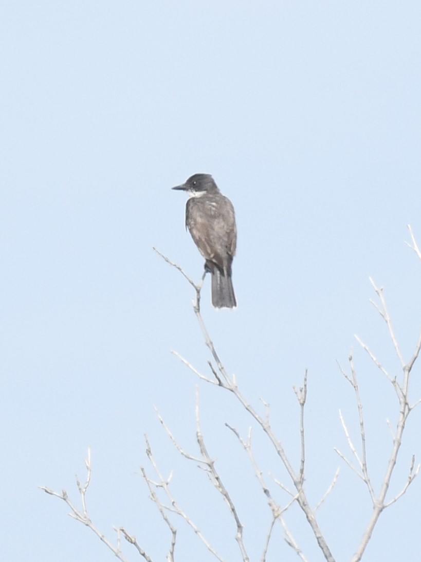 Eastern Kingbird - Wendy N