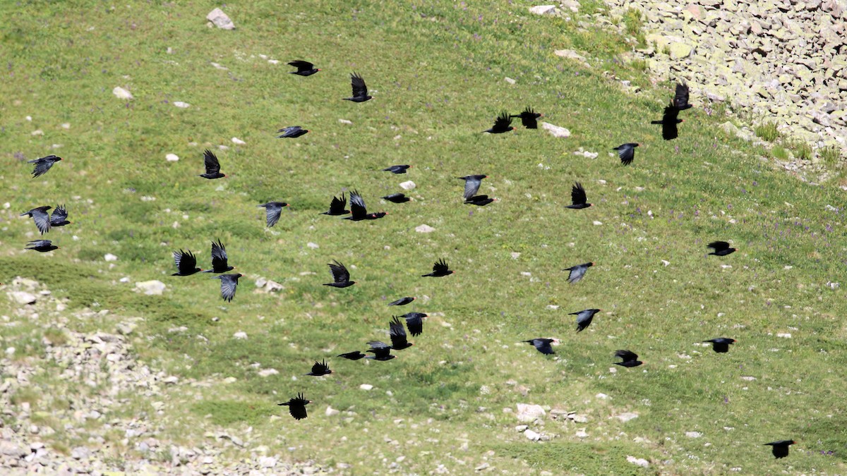 Red-billed Chough - ML622169878