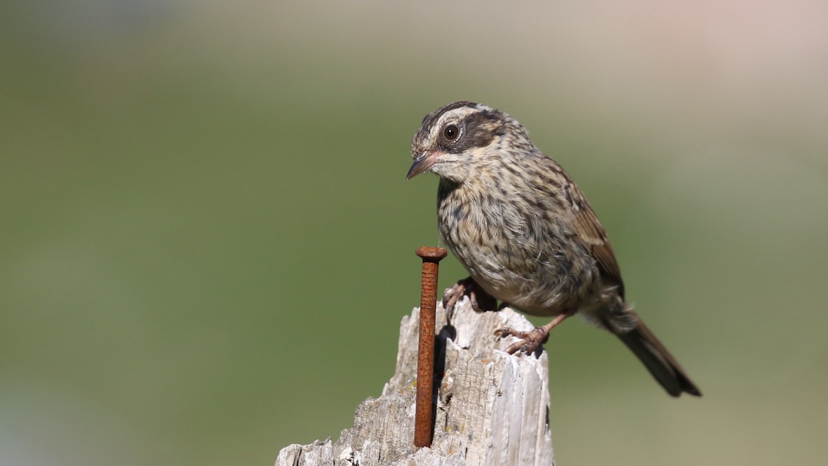 Radde's Accentor - ML622169889