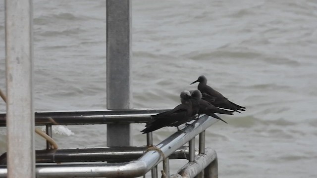 インドヒメクロアジサシ - ML622169914