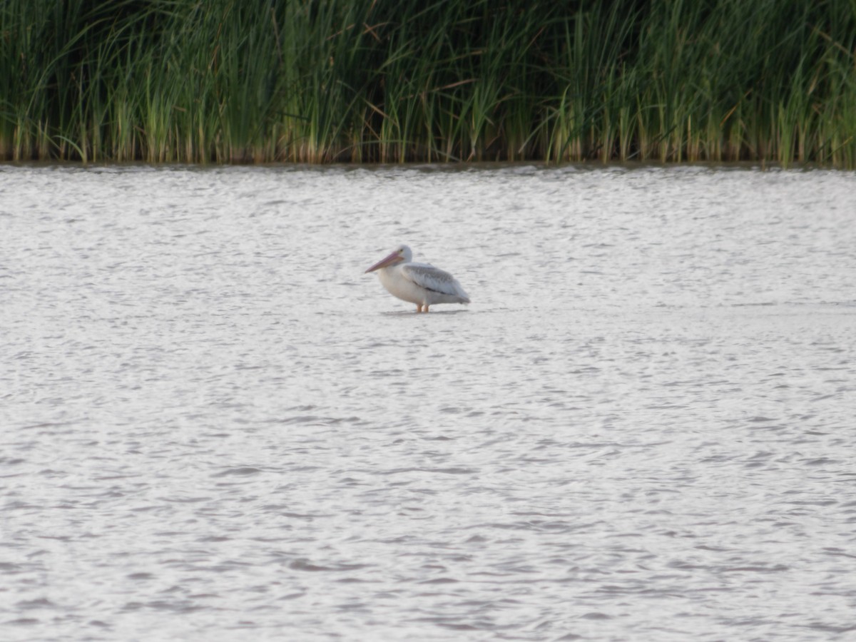 American White Pelican - ML622169920