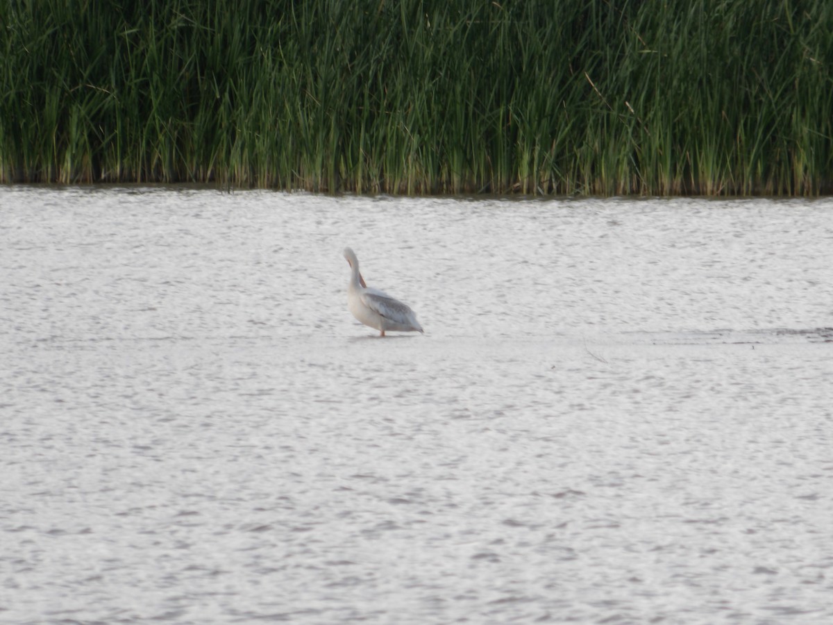 American White Pelican - ML622169933